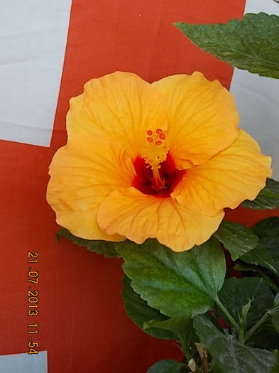 21 iulie 2013-flori 124 - hibiscus -1