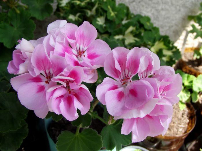 americana light pink splash