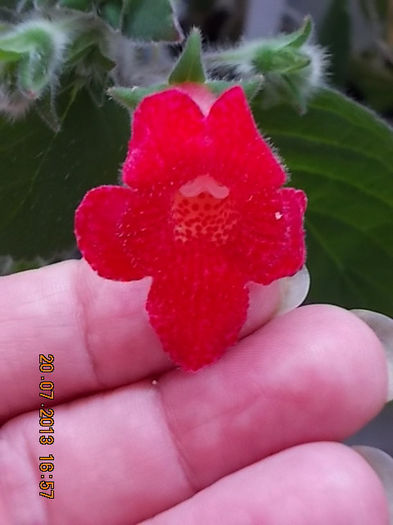 k.astarte