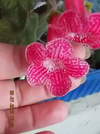 21 iulie 2013-flori 042