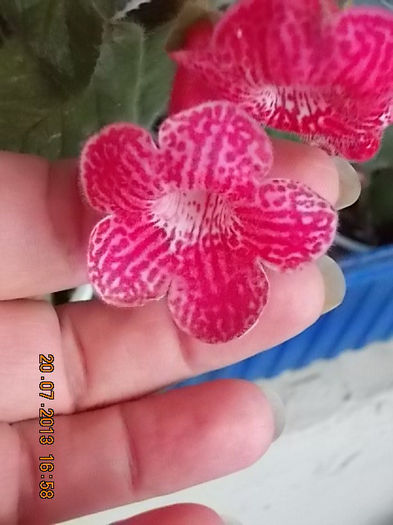 k. no name