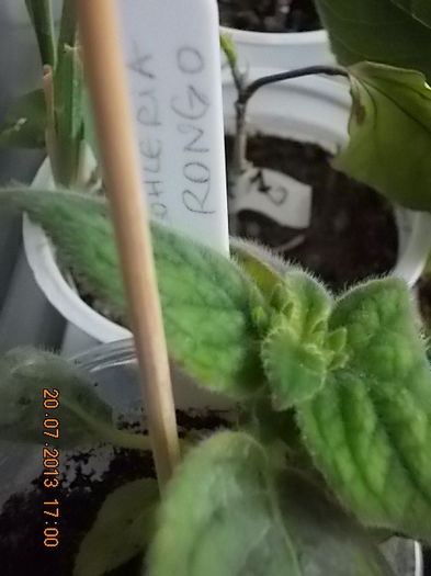 k.rongo - kohleria