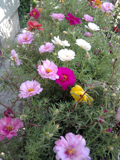 Portulaca(flori de piatr%u0103)