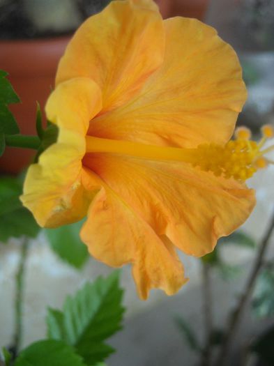 Anemic si cat l-am asteptat... - 0 Din florile mele