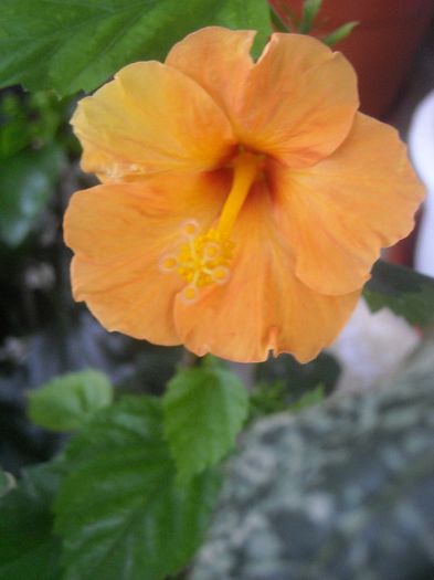  - 0 Din florile mele