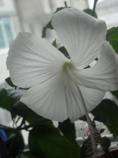  - 0 Din florile mele