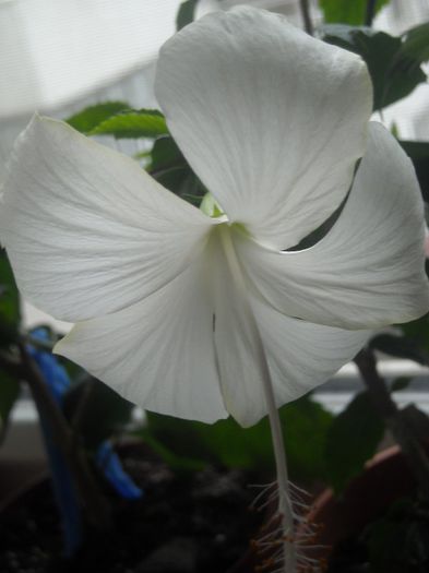  - 0 Din florile mele