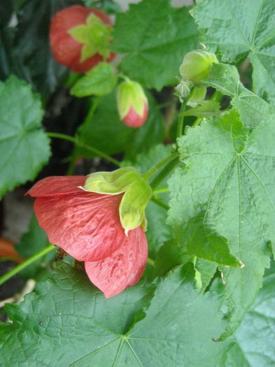  - 0 Din florile mele