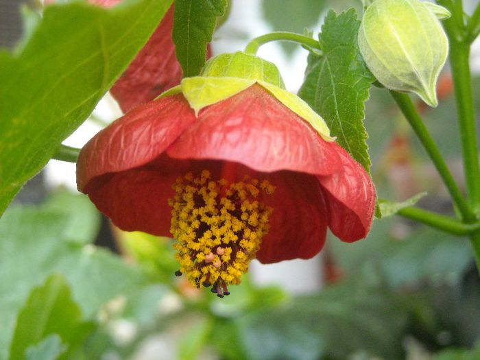 Rosu - 0 Din florile mele