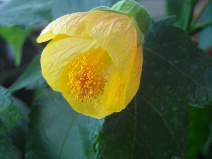 Pictum - 0 Din florile mele