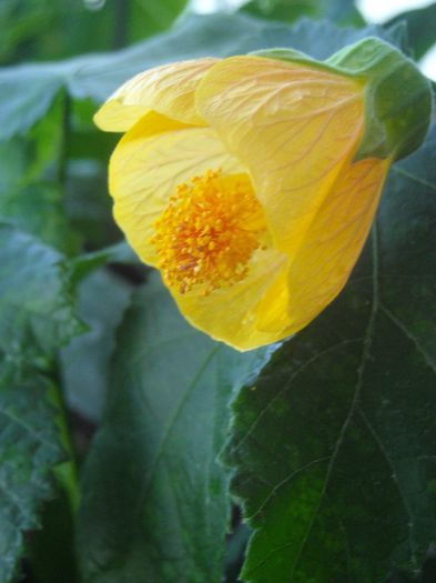  - 0 Din florile mele