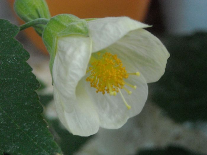 Alb - 0 Din florile mele