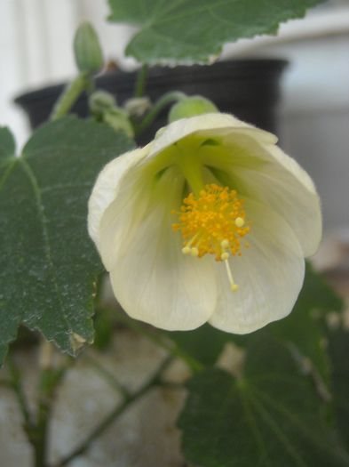  - 0 Din florile mele