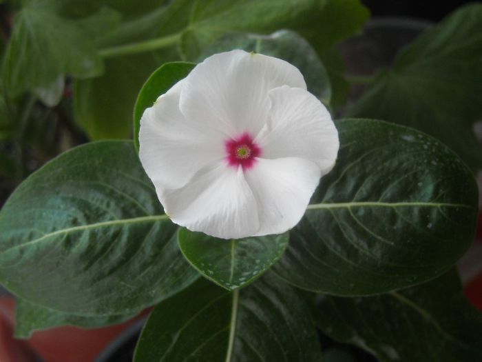 Vinca - o delicata alba - 0 Din florile mele