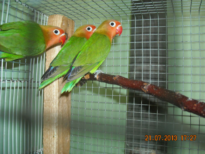 DSCN0001; Puii independenti,separati de parinti
