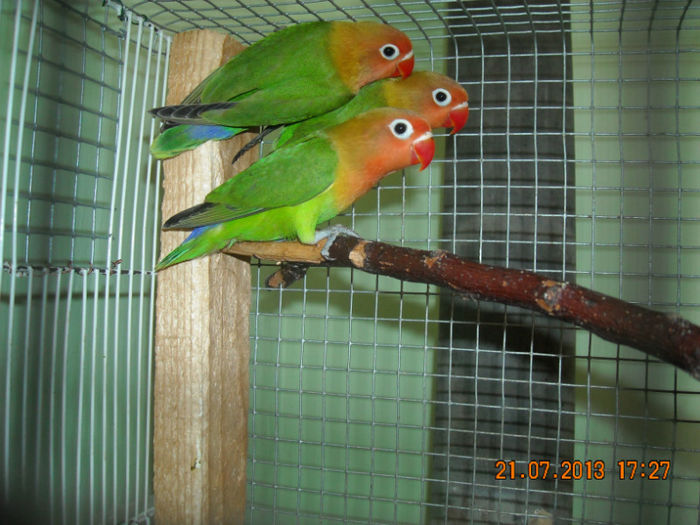 DSCN0003