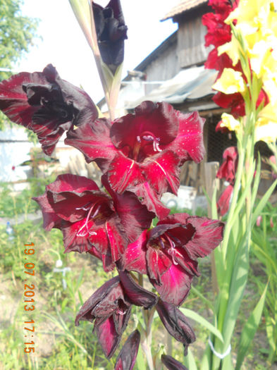 DSCN3824 - Gladiole 2013-2014