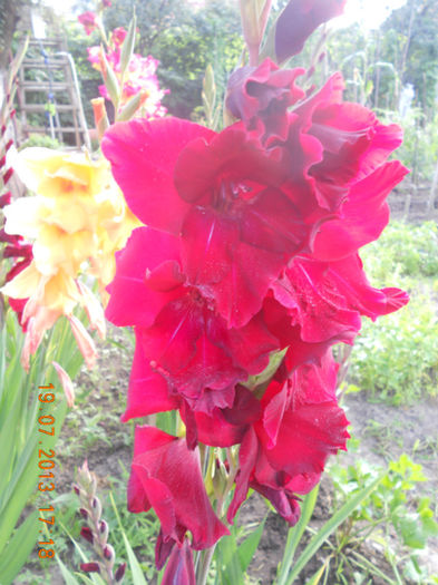 DSCN3840 - Gladiole 2013-2014