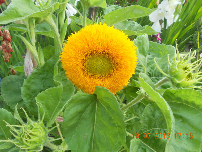 Floarea soarelui decorativa!