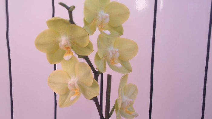 Phalaenopsis - Orhidee