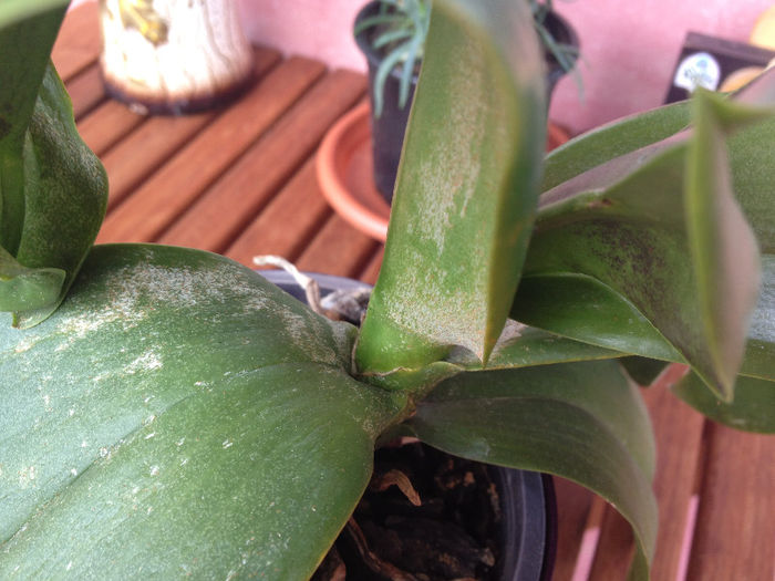IMG_0521; Orhidee cu probleme, mai exact are mucegai.Ce ma sfatuiti sa-i fac , oare sa-i schimb pamantul ?? Nu vreau sa o pierd:((
