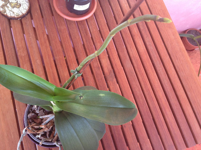 IMG_0526; Aceasta este orhidee albastra, dar cred ca are o problema ceva la radacina  deoarece nu mai creste tija absolut deloc.
