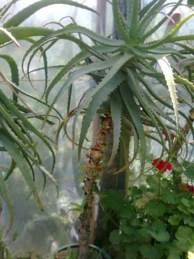 Aloe Vera minim  15 ani - Aloe Vera