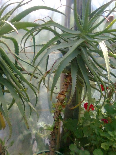 Aloe Vera -minim 15 ani - Aloe Vera