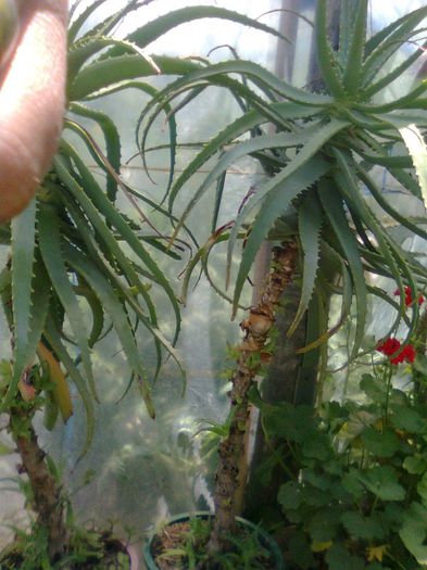 Aloe Vera minim  15 ani - Aloe Vera