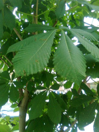 Castan ornamental - Recunoasrerea arborilor dupa frunze