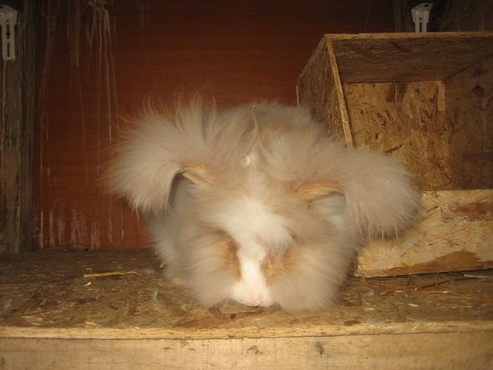 Femela 6  English Angora; Regina
