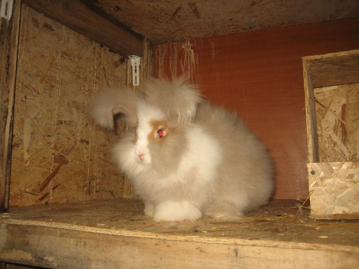 Femela 6  English Angora; Regina
