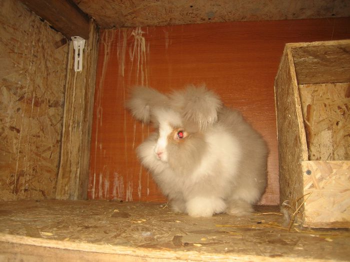 Femela 6  English Angora - 06-Femela 6 - Doe 6