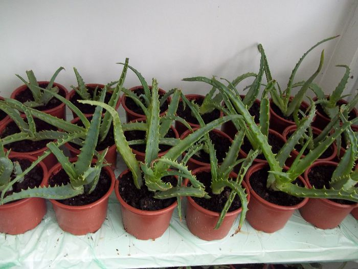 aloe vera 10 lei buc.