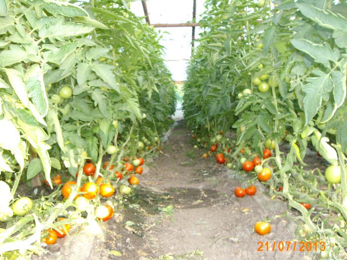 IMG_5048 - tomate iulie