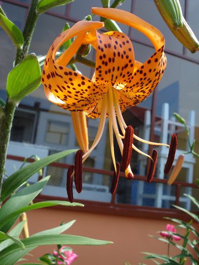 lilium tigrinum (2) - PLANTE DE GRADINA