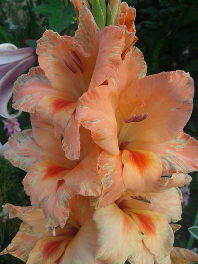 2013-07-21 08.06.15 - gladiole in gradina