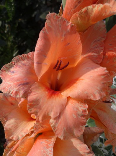 2013-07-20 17.46.54 - gladiole in gradina