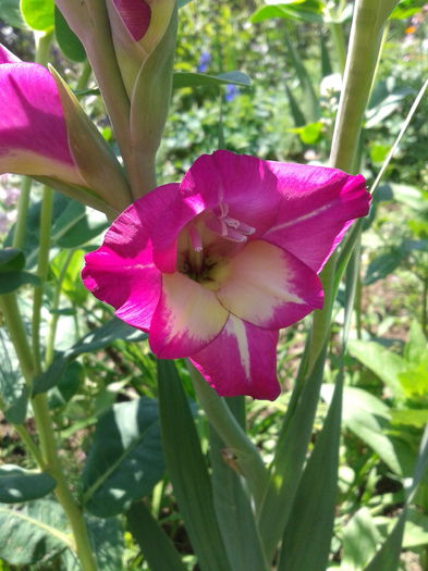 2013-07-02 14.09.41 - gladiole in gradina