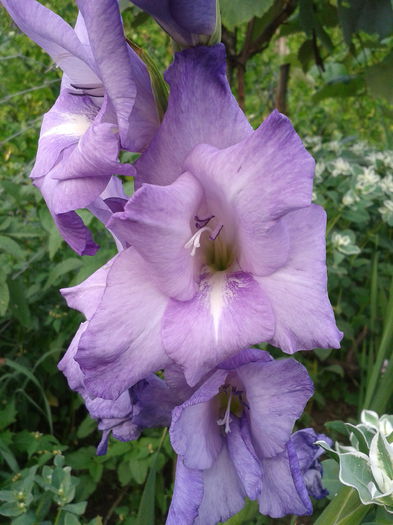 2013-07-20 17.37.57 - gladiole in gradina