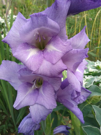 2013-07-20 17.38.09 - gladiole in gradina