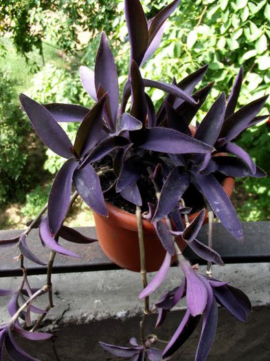 tradescantia pallida 1 - Diverse flori