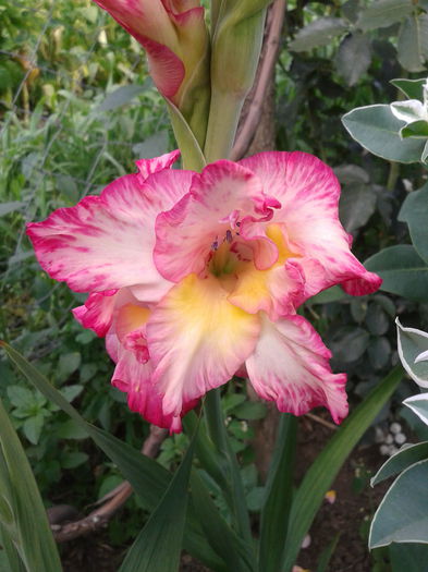 2013-07-20 17.38.58 - gladiole in gradina