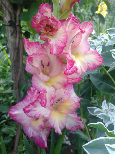 2013-07-21 08.04.53 - gladiole in gradina