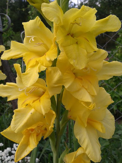 2013-07-20 17.39.45 - gladiole in gradina