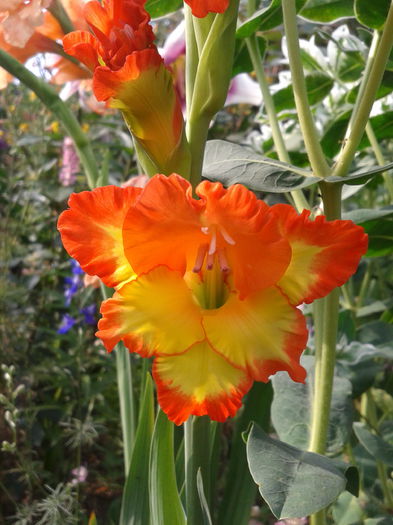 2013-07-20 17.45.14 - gladiole in gradina