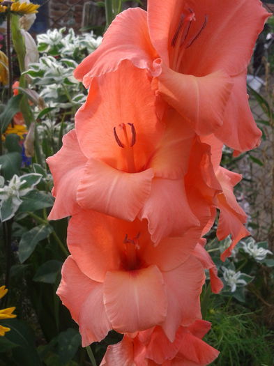 2013-07-20 17.48.17 - gladiole in gradina