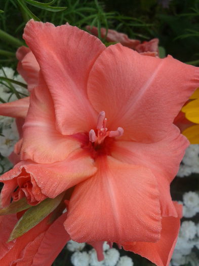 2013-07-21 08.08.27 - gladiole in gradina