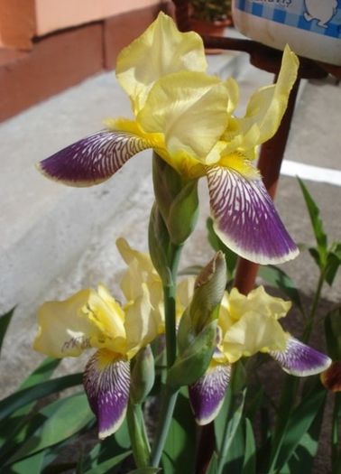 iris germanica Nibelungen (5) - irisi