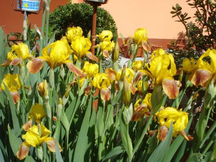 iris germenica Honorabile (1) - irisi